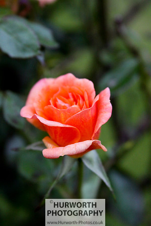 Cottage Garden 051