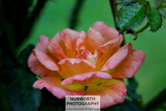 Cottage Garden 052