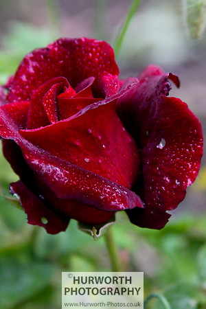 Cottage Garden 053