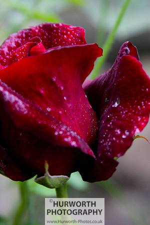 Cottage Garden 054