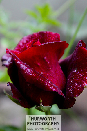 Cottage Garden 055