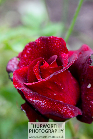 Cottage Garden 056