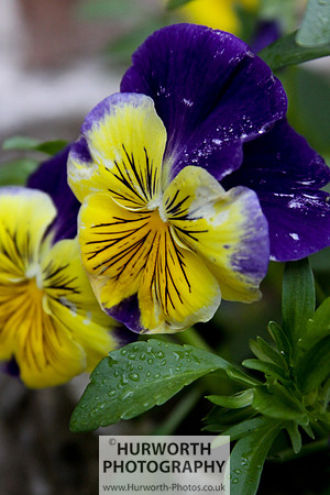 Cottage Garden 057