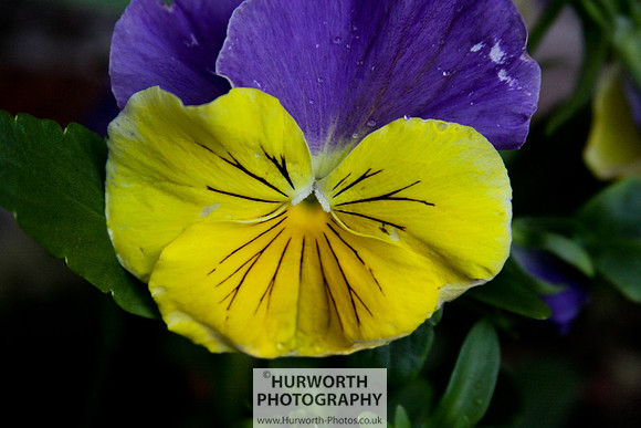 Cottage Garden 058