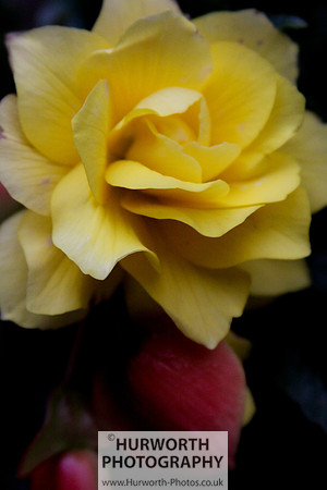 Cottage Garden 059