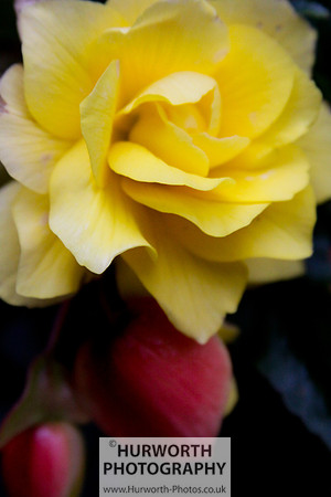 Cottage Garden 060