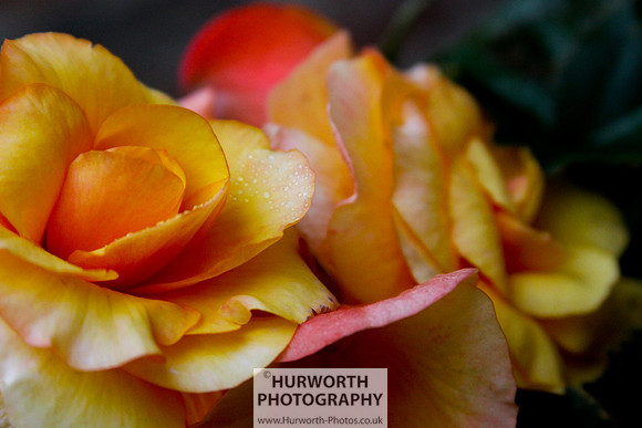 Cottage Garden 061