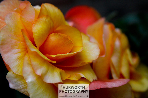 Cottage Garden 063