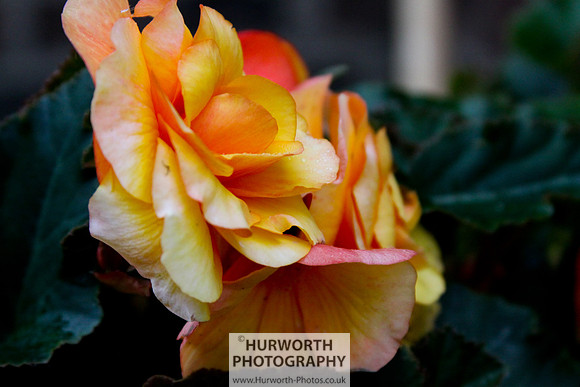 Cottage Garden 064