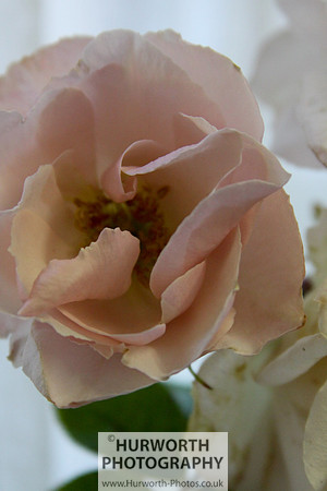 Cottage Garden 065