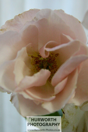 Cottage Garden 066
