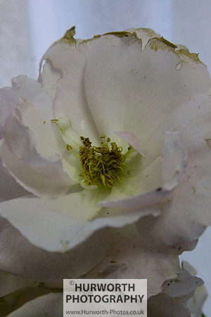 Cottage Garden 067