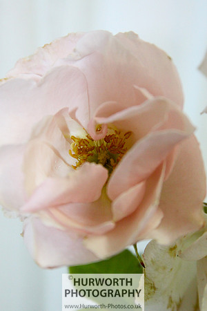 Cottage Garden 068