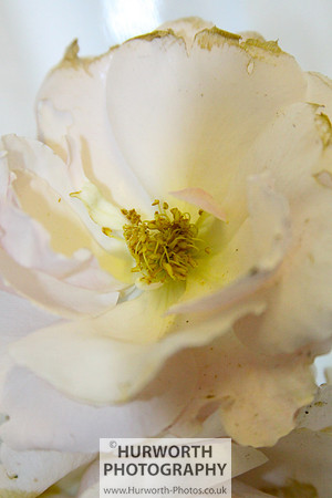 Cottage Garden 069