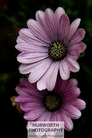 Cottage Garden 070