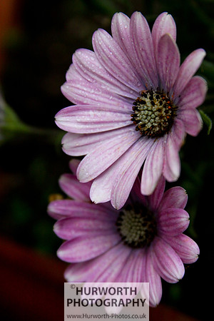 Cottage Garden 071
