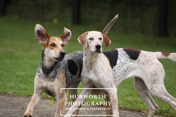 Sinnington Puppy Show 051