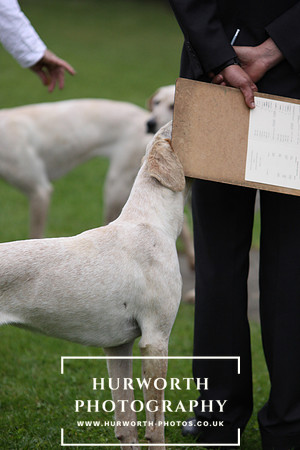 Sinnington Puppy Show 086