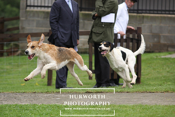 Sinnington Puppy Show 290
