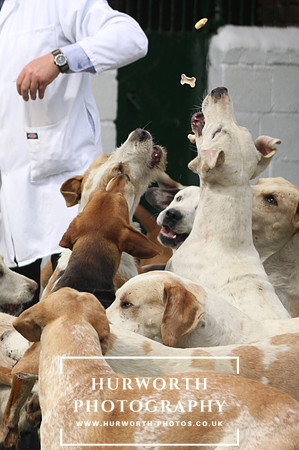 Bedale Puppy Show 138