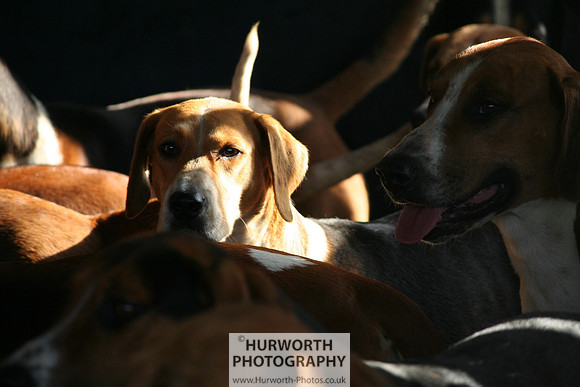 Hurworth Hound Exercise 006