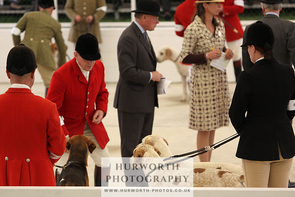 Harrogate Hound Show 012