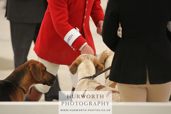 Harrogate Hound Show 014