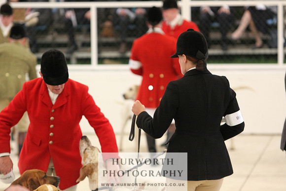 Harrogate Hound Show 019
