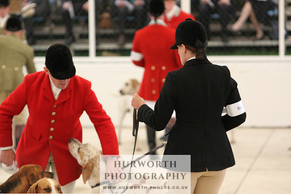 Harrogate Hound Show 020