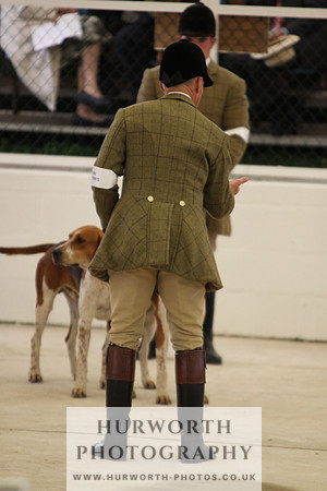Harrogate Hound Show 021