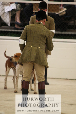 Harrogate Hound Show 022