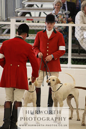 Harrogate Hound Show 024