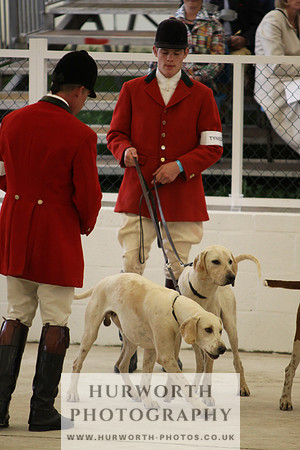 Harrogate Hound Show 025