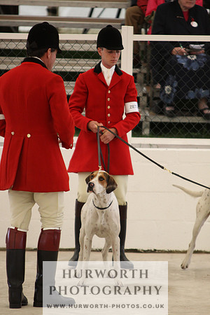 Harrogate Hound Show 027
