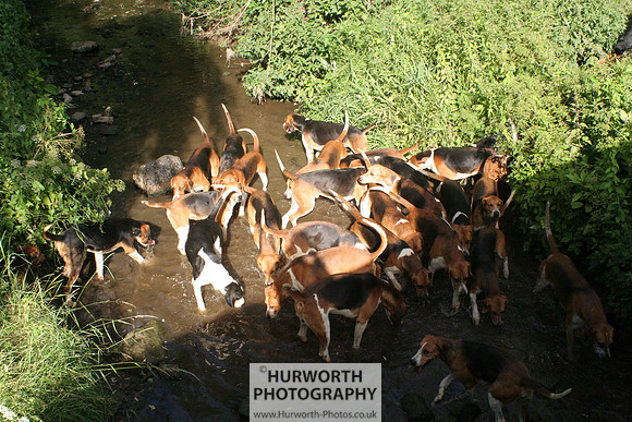 Hurworth Hound Exercise 033