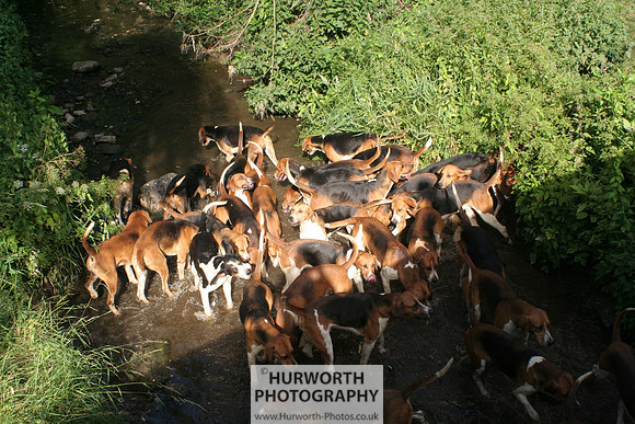 Hurworth Hound Exercise 034