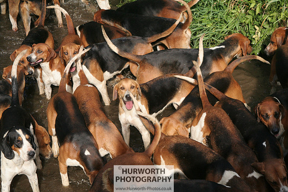 Hurworth Hound Exercise 035
