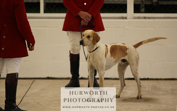 Harrogate Hound Show 003
