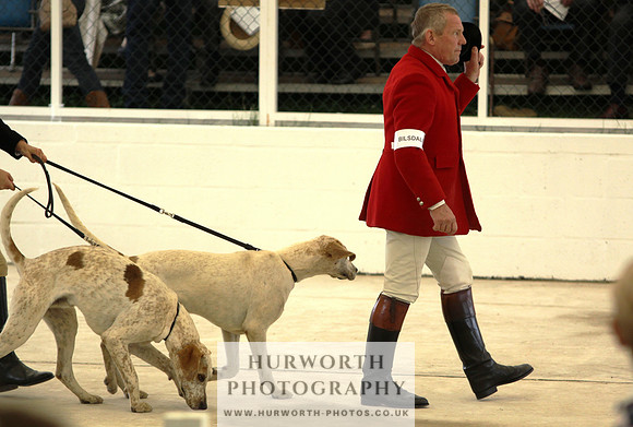 Harrogate Hound Show 004