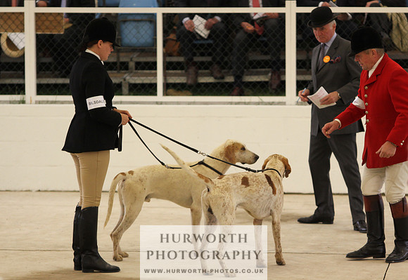 Harrogate Hound Show 005