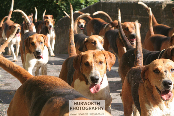 Hurworth Hound Exercise 037
