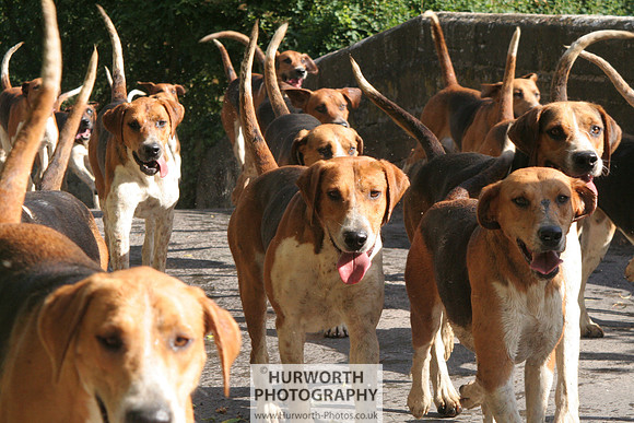 Hurworth Hound Exercise 038