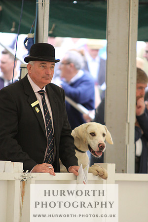 Harrogate Hound Show 006