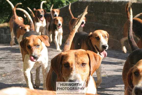 Hurworth Hound Exercise 039