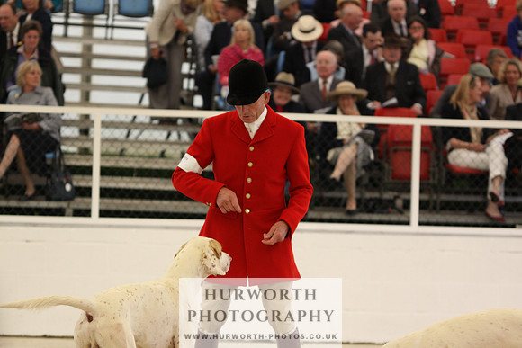 Harrogate Hound Show 007