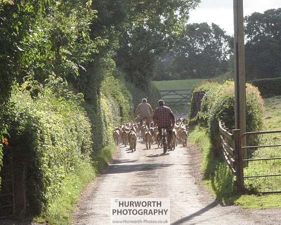 Hurworth Hound Exercise 046