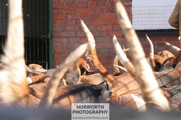 Hurworth Hound Exercise 055