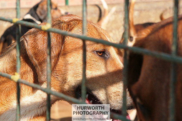 Hurworth Hound Exercise 060