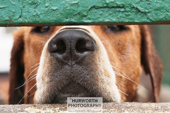 Hurworth Hound Exercise 062