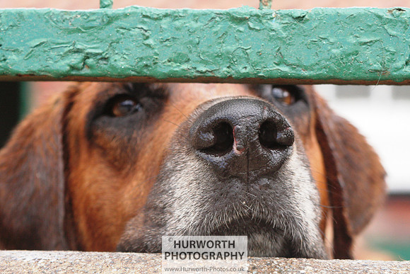 Hurworth Hound Exercise 063